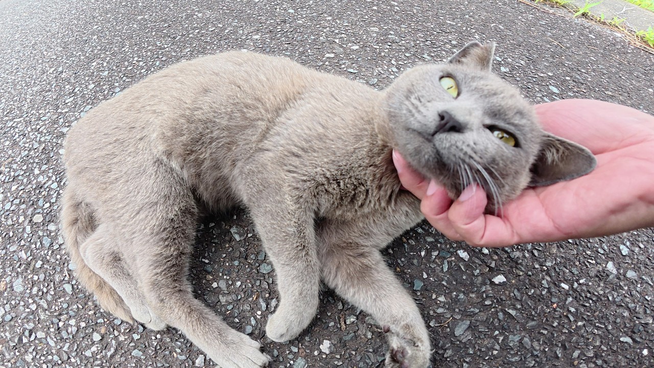 ロシアンブルーみたいな猫が「マイクを渡せ！」と攻撃してきた