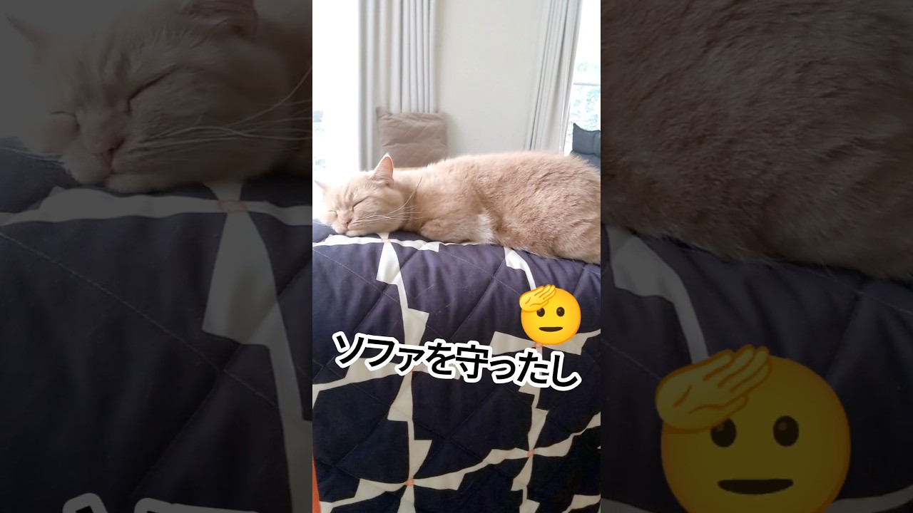 【世界を救うマンチカン】 #shorts #猫 #ねこ #cat