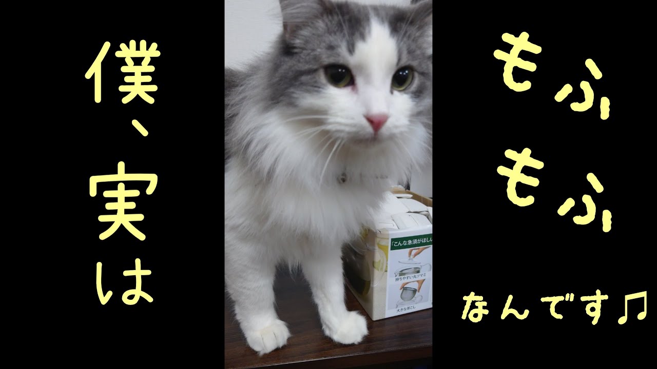 モッフモフのアメリカンカール#shorts#ショート動画#cat