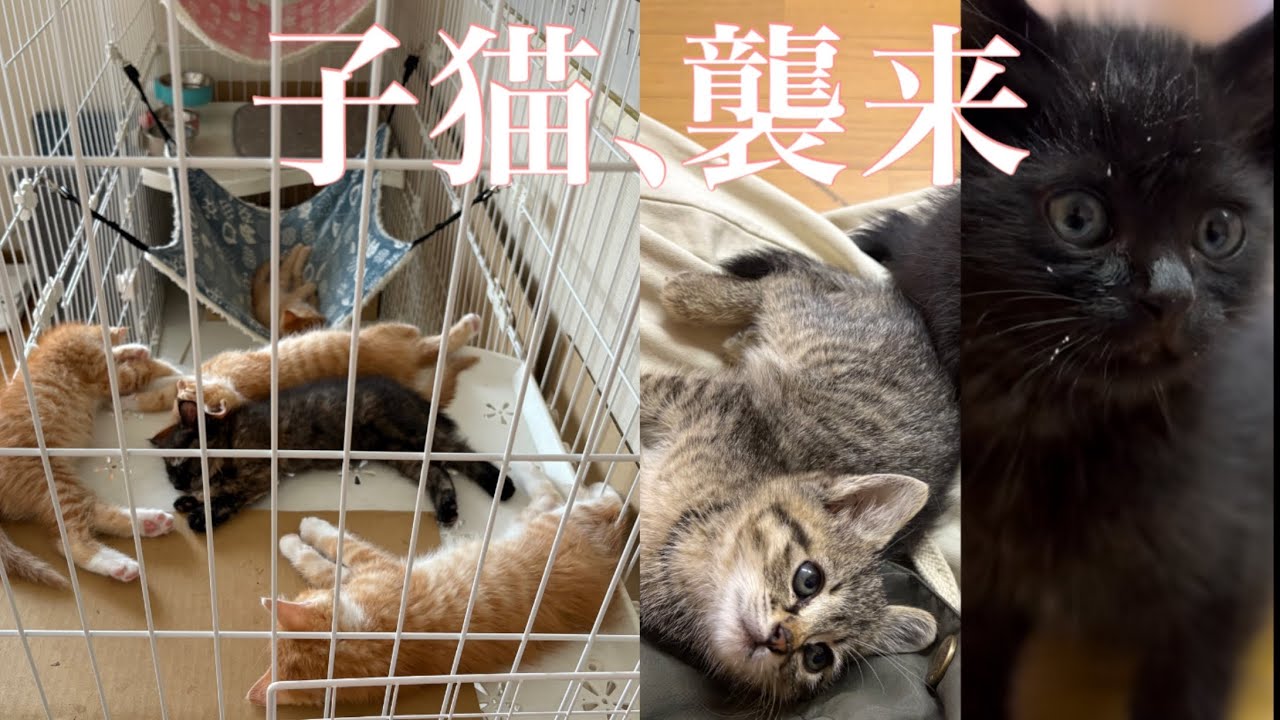 [出産シーズン] 子猫7匹を保護