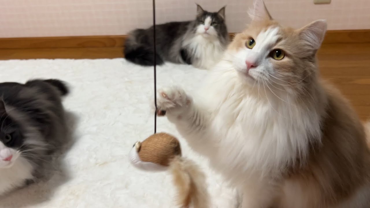 【元気✨】先輩が遊んでいるのを邪魔しない、賢い後輩たちwwwノルウェージャンフォレストキャットとターキッシュアンゴラ♡