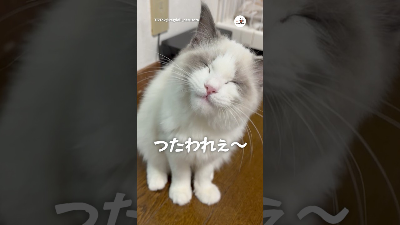 エアーもぐもぐ｜PECO