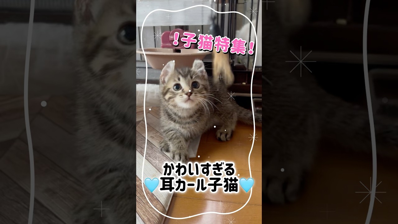 【ピリカ子猫特集】🐱可愛すぎる耳カール子猫🐱シャムミックス子猫、しゃーしゃー子猫も😍今後の譲渡会に期待！ピリカショップもよろしくお願いします！#cat #保護ねこピリカ #保護猫 #猫 #ねこ