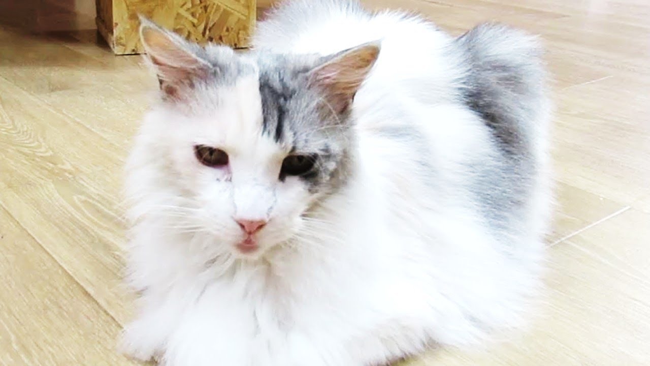 ストラップをまたかじられました The strap was bitten again【ターキッシュアンゴラ】葉ッピー動物園1736 PAW 長崎県