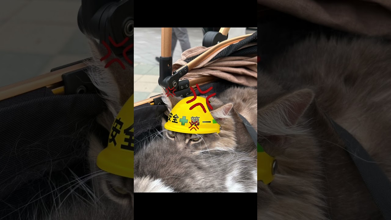 怒りマーク💢　#cat #猫のいる生活 #イライラ #メインクーン