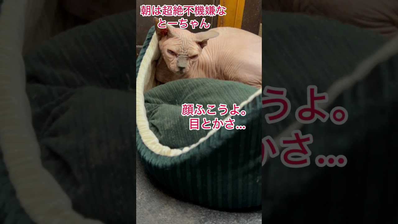 毎日毎日寝起きが悪すぎるスフィンクス#shorts #スフィンクス #スフィンクス猫 #sphynx