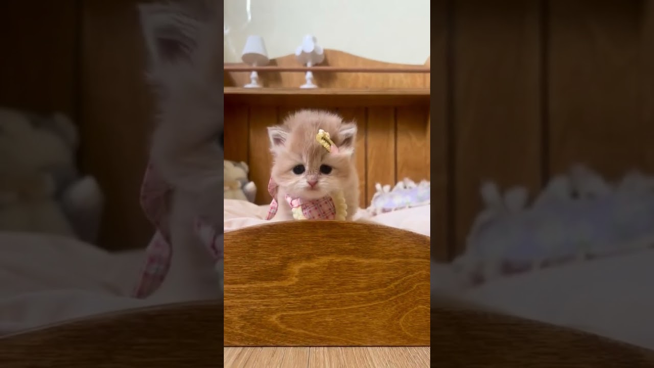 小さなプリンセス子猫の初めての冒険😍