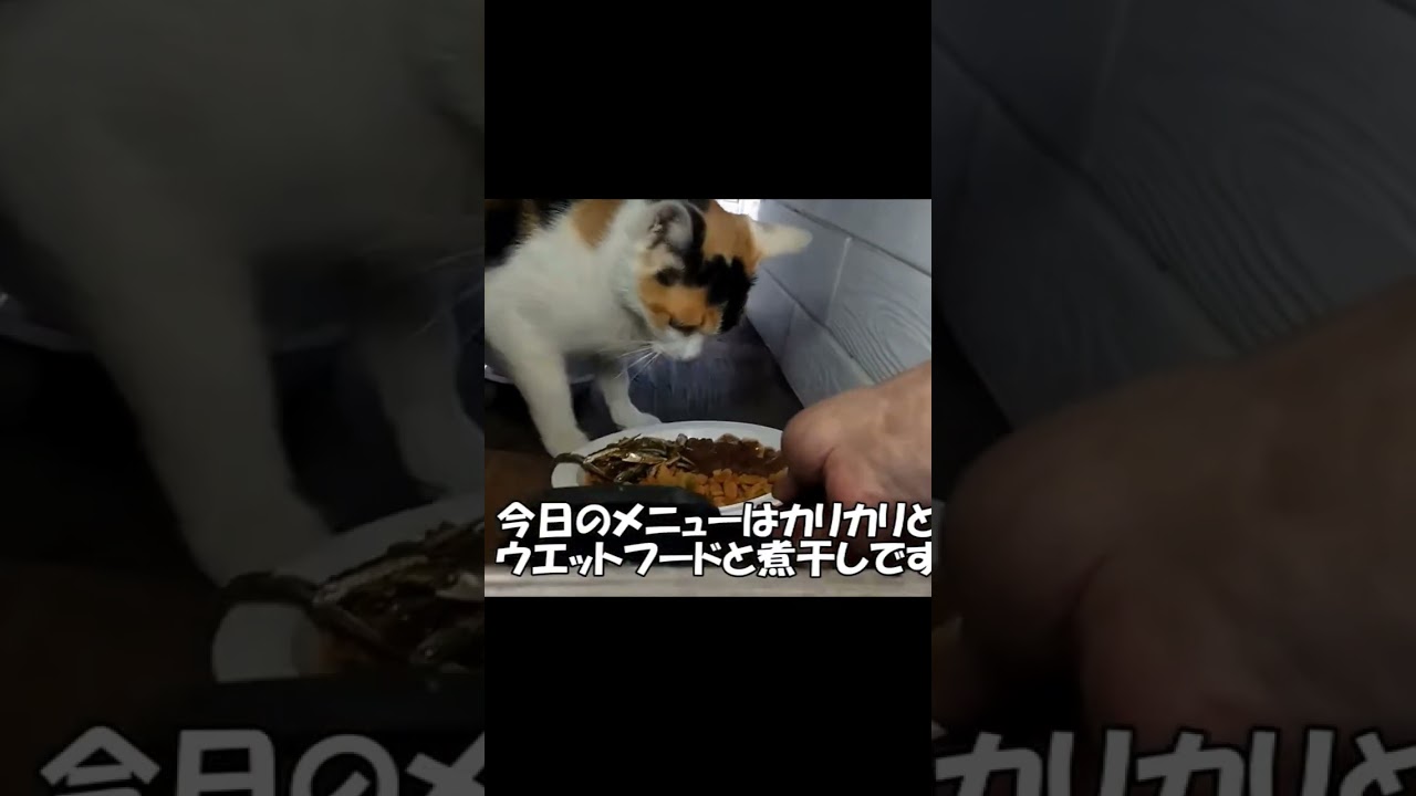 毎日来てる野良猫にご飯をあげたら「シャー」と猫パンチ👊されました。😅