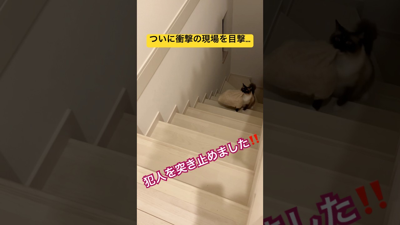 真夜中の運び屋の正体をついに突き止めました #ragdolls #cats #cutecat #shorts #ラグドール #猫のいる暮らし #猫動画 #ショート