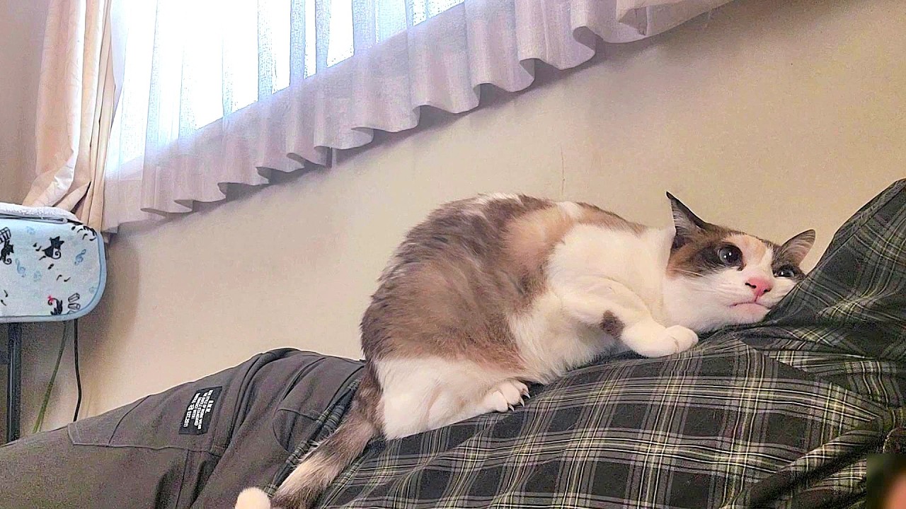 ペポ🐈がシャム猫を襲うので厳しく注意したら僕が襲われた🤠