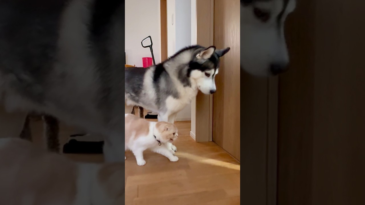 生まれて初めて子猫を見た犬と猫はこうなります...笑 #Dog and cat saw a kitten for the first time… and THIS happened