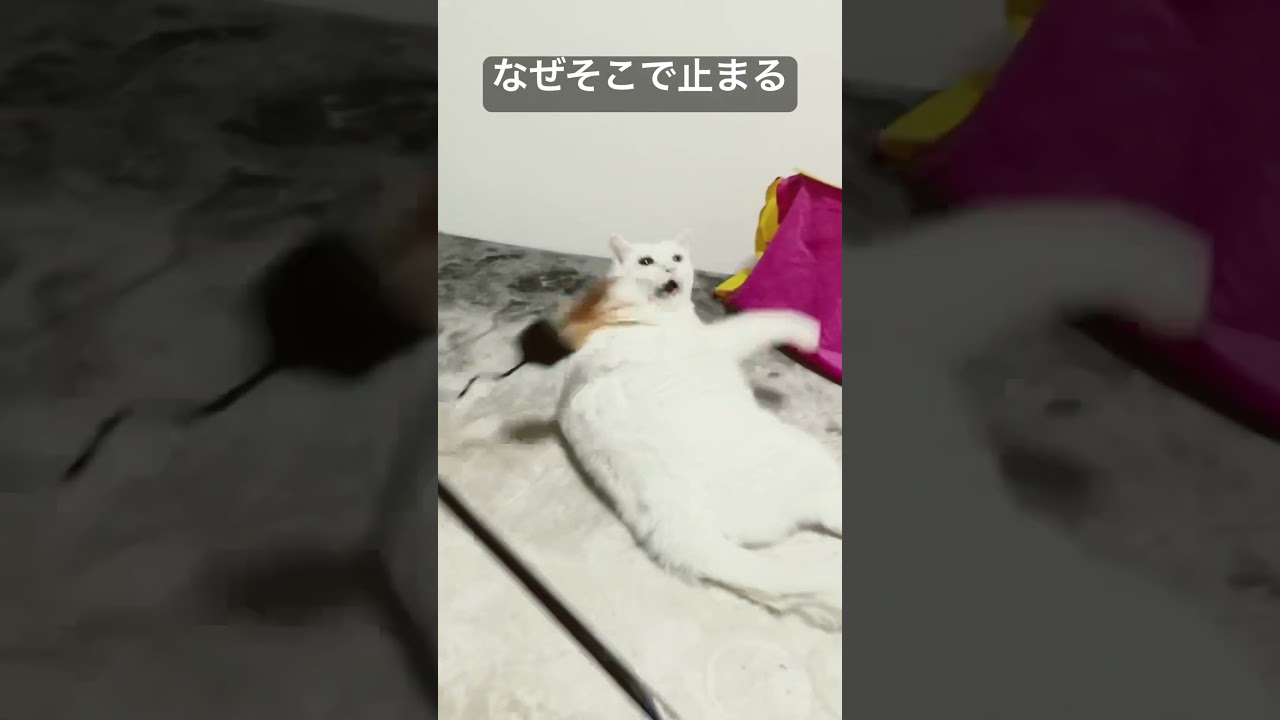変な所で電池切れする猫型珍獣 #cat #ねこ #猫 #cute #animal #shorts