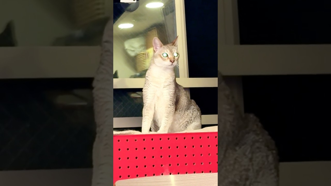 おめめをきら～んと光らせて様子をうかがうシンガプーラなのにゃ♪ #cat #シンガプーラ#singapura