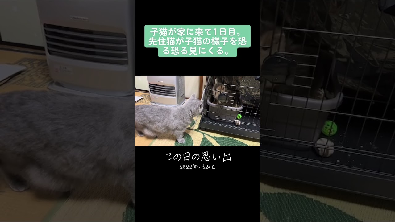 ぱいんお迎え振り返り。子猫が家に来て１日目先住猫が様子を見に来る。#ネコ #猫  #子猫 #ねこ  #ねこのいる生活  #shorts