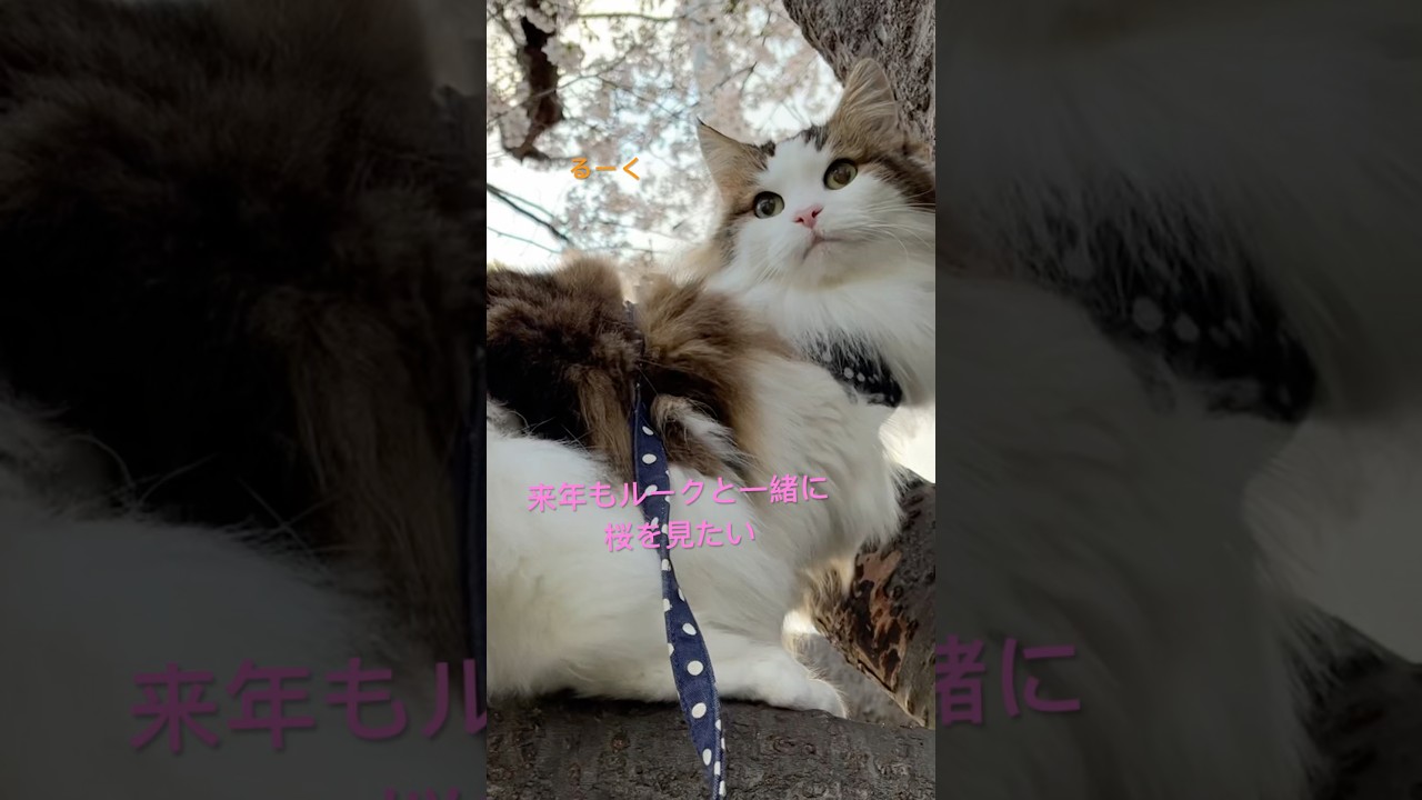 桜と猫#shorts #ノルウェージャンフォレストキャット #cat #猫 #猫のいる暮らし #pets #桜