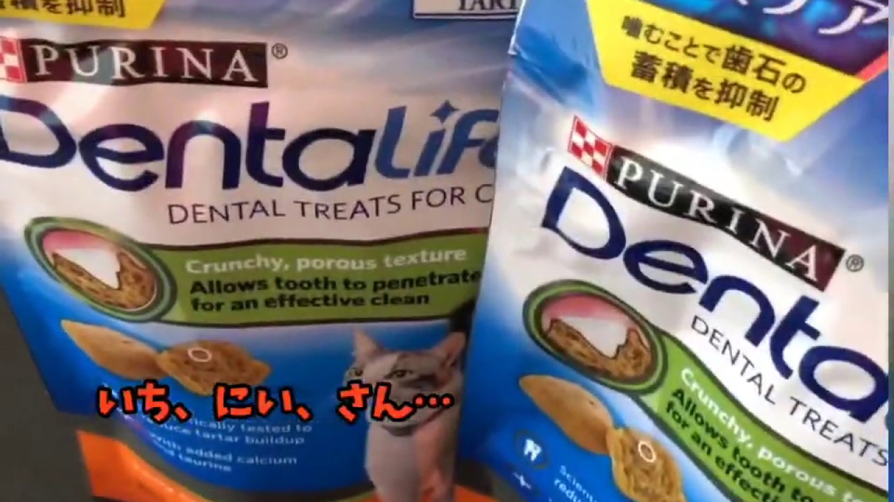 500円送料込み #ブリティッシュショートヘアー #猫動画 #オヤツ⁈