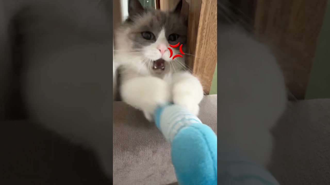 イライラ💢 #funny #pets #cat #猫 #ベル #ラグドール #shorts