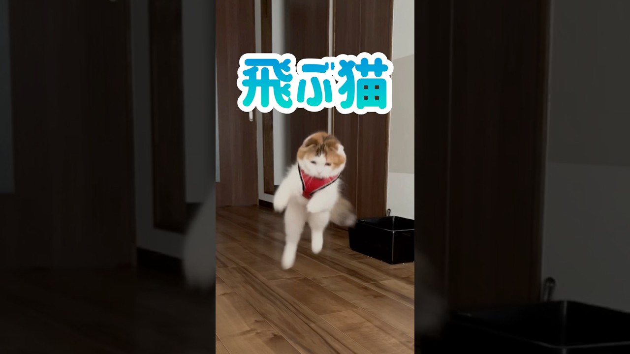 ぴょんぴょん😂跳ねる猫が可愛すぎる🐈💕 #猫 #cat #癒し動画