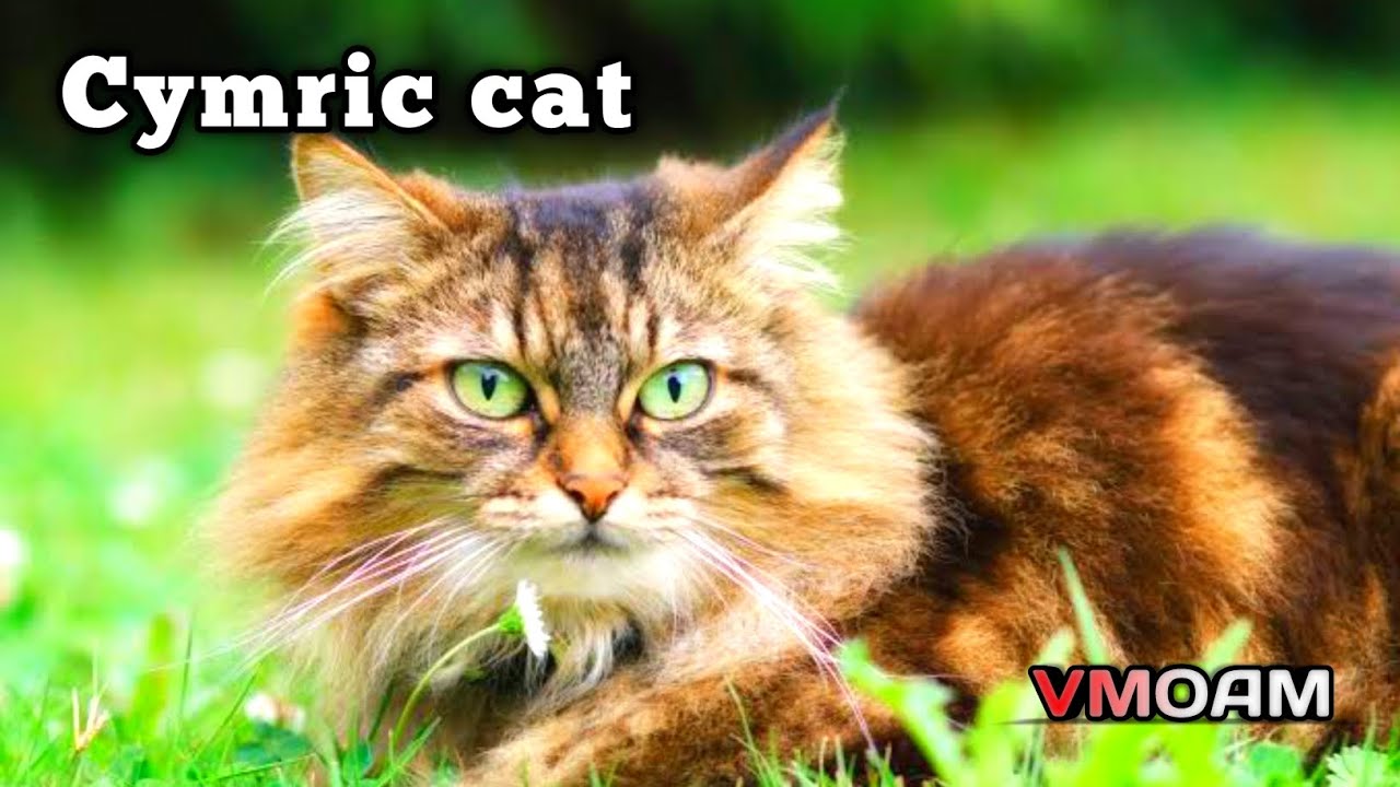 Cymric cat