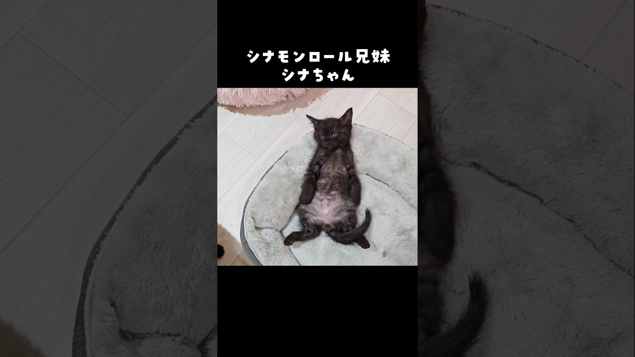 へそ天で寝る子猫 #子ネコ #保護猫 #にこねこ #にこねこ保育園