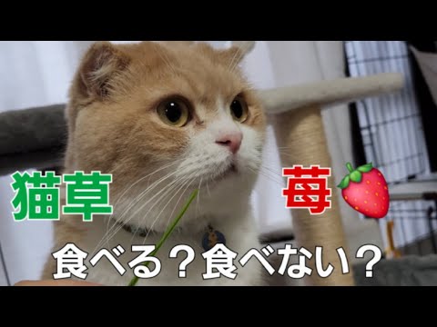マッサージ☝️して欲しくて💕先にお風呂で待つ猫🐱…133☘️おもち♂️[スコティッシュ]☘️しらす♀️[アメショ]#猫