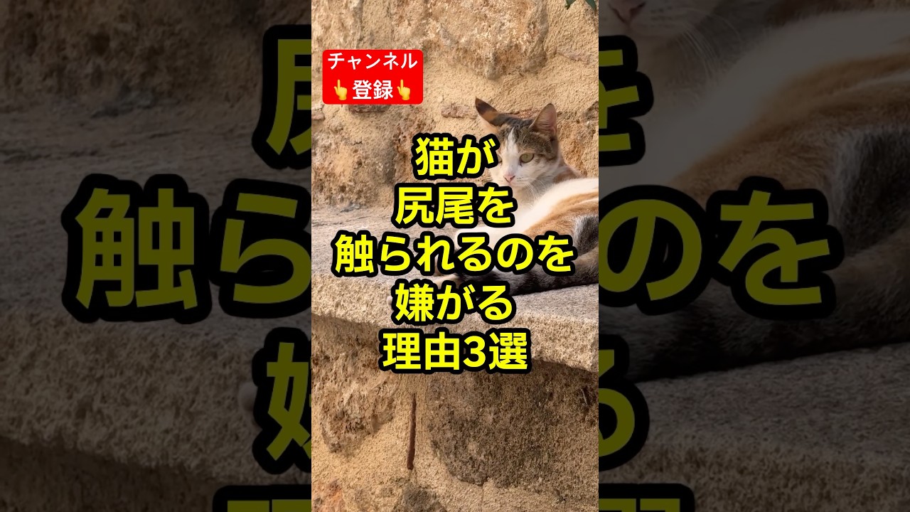 猫が尻尾を触られるのを嫌がる理由3選 #shorts #雑学 #豆知識 #猫 #猫好き #cat #猫動画