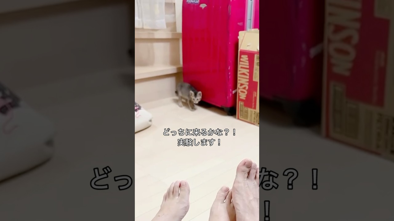 子猫ポンチキ、どちらの足に来るかな？！ #子猫 #猫 #保護猫 #可愛い #じゃらける #cat #cute