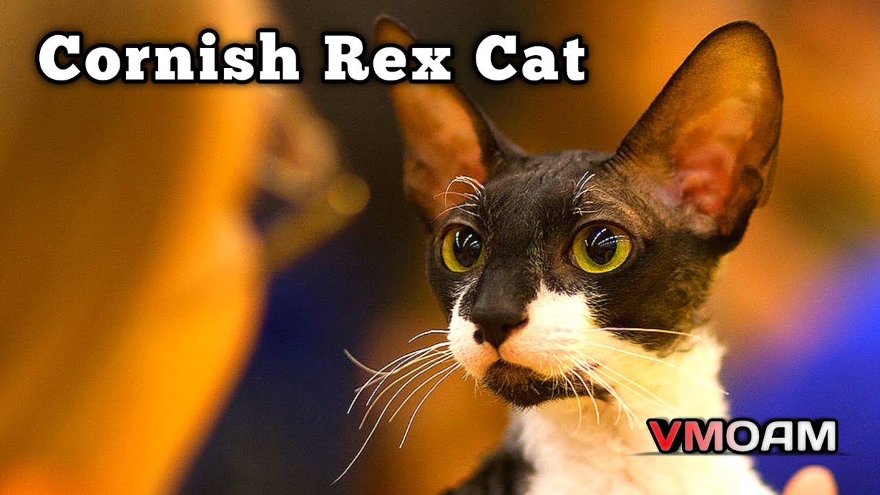 Cornish Rex Cat