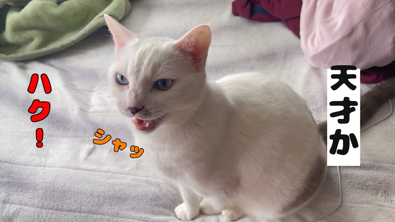 名前を呼ぶとエア鳴きで返事をする弟猫が可愛いすぎる