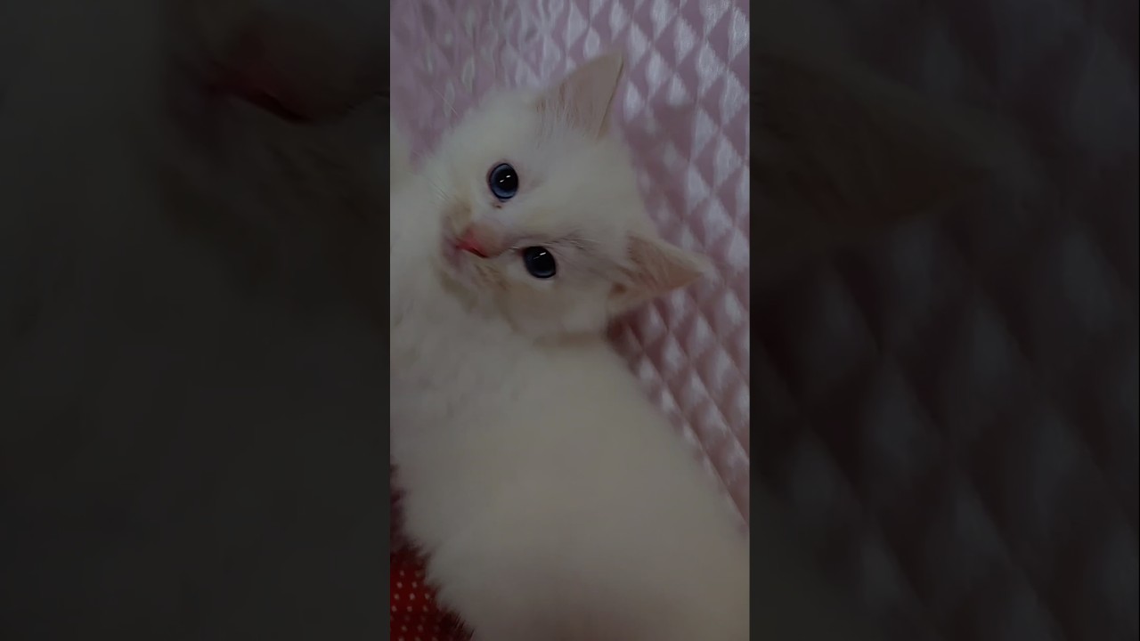 ＃子猫＃ラグドール＃クリームポイントバイカラー#3/17生オス