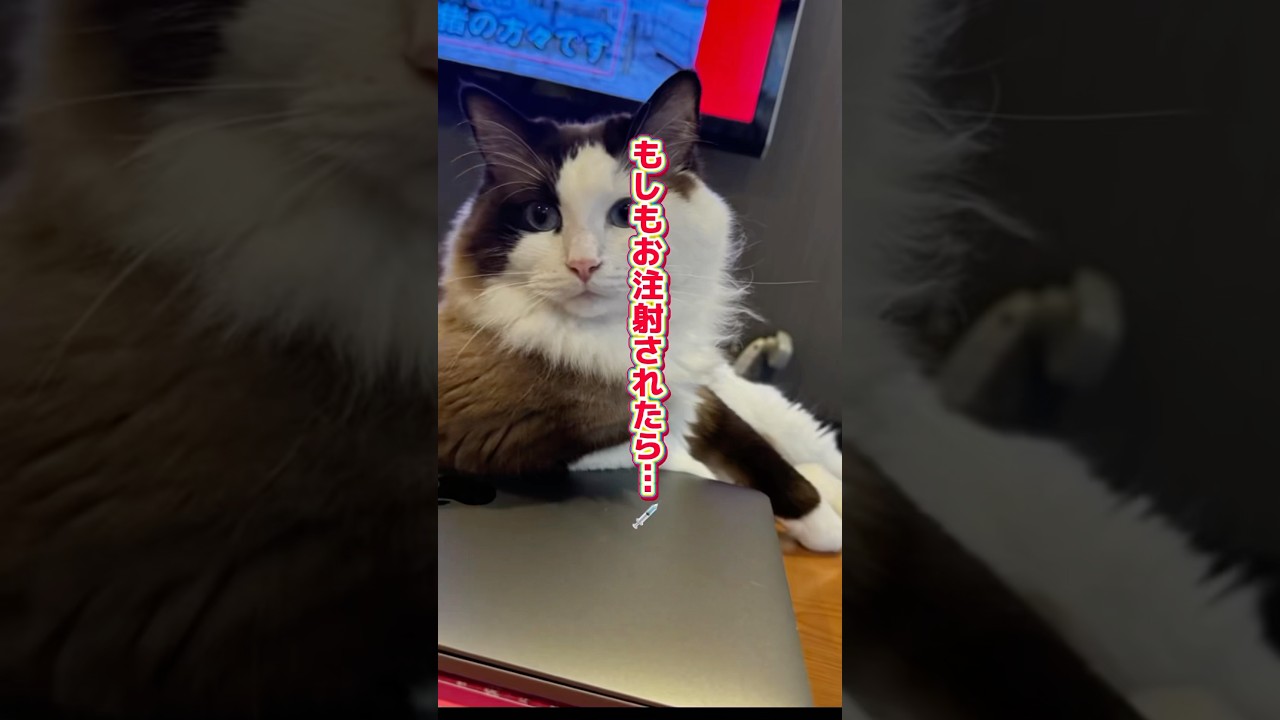 【猫動画】怖いて😈#shorts#猫 #ラグドール