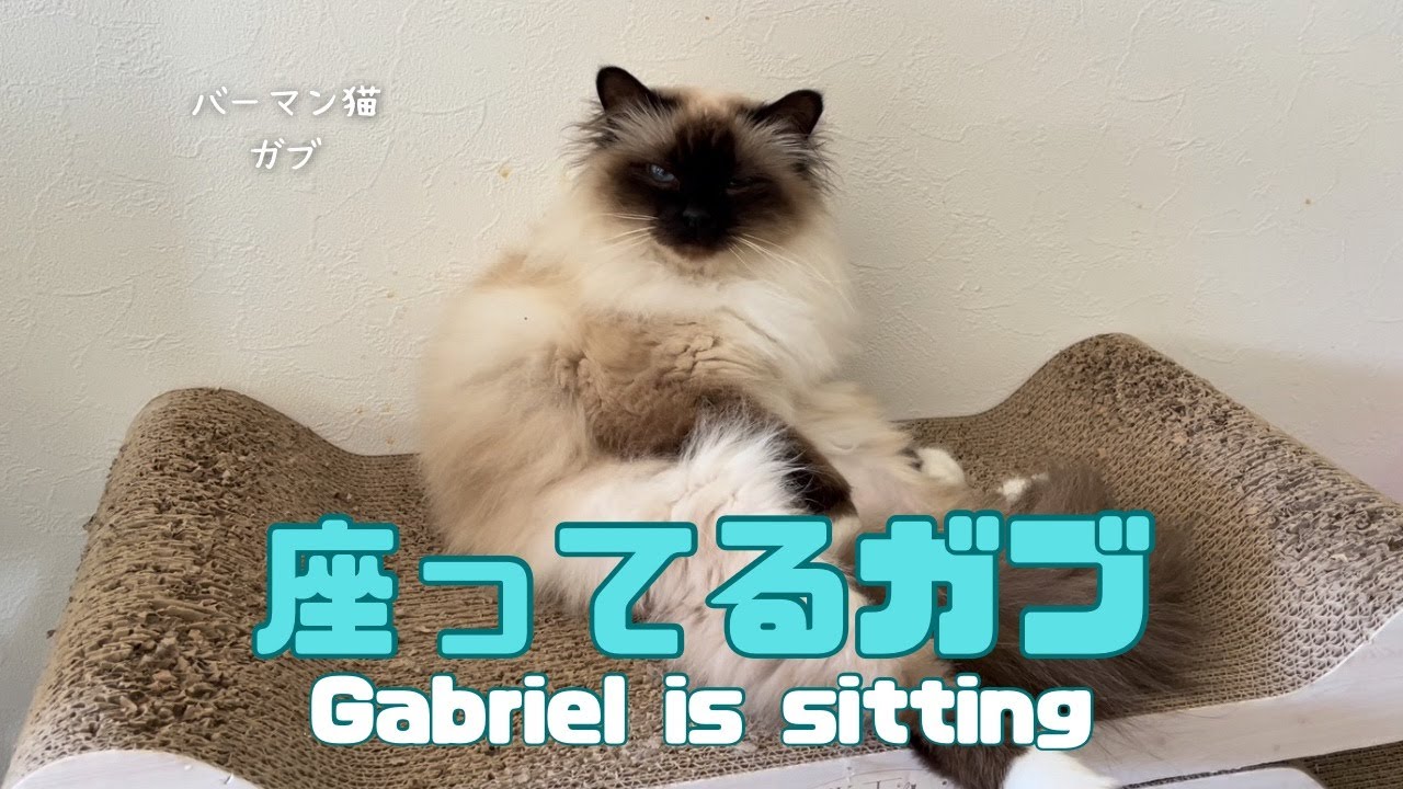 バーマン猫ガブ【座ってるガブ】Gabriel is sitting（バーマン猫）