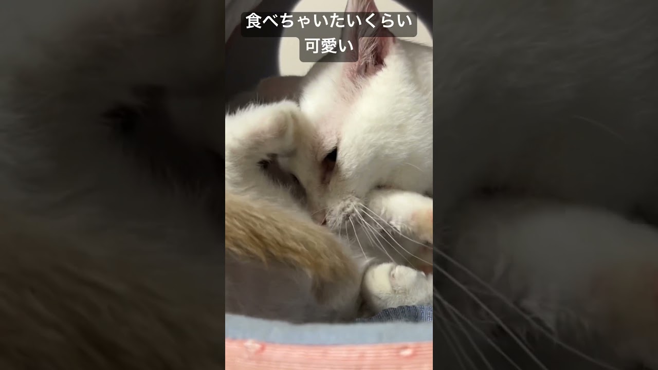 オス猫母さん、食べちゃいたいくらい可愛い   #cat #kitten #猫 #子猫 #ねこ #こねこ #保護猫  #cute  #猫のいる暮らし #shorts