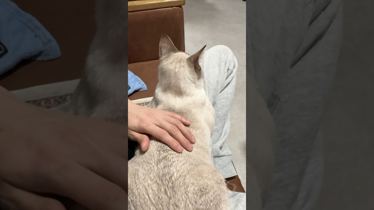 おひざターイム！　#シャムトラ #元保護猫 #シャムミックス