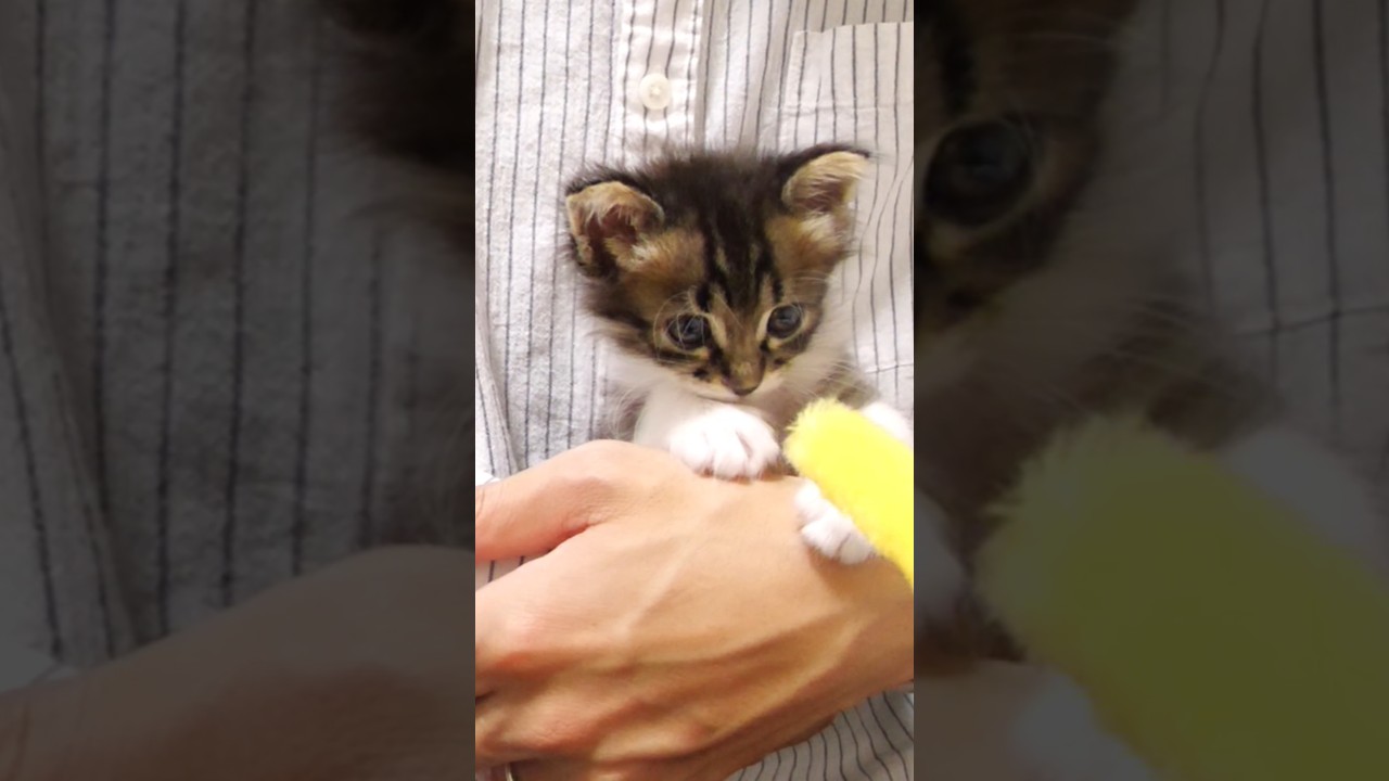 おじに捕まった子猫がなんとも言えない表情になる#gatto #kitten #cat #子ネコ #meow