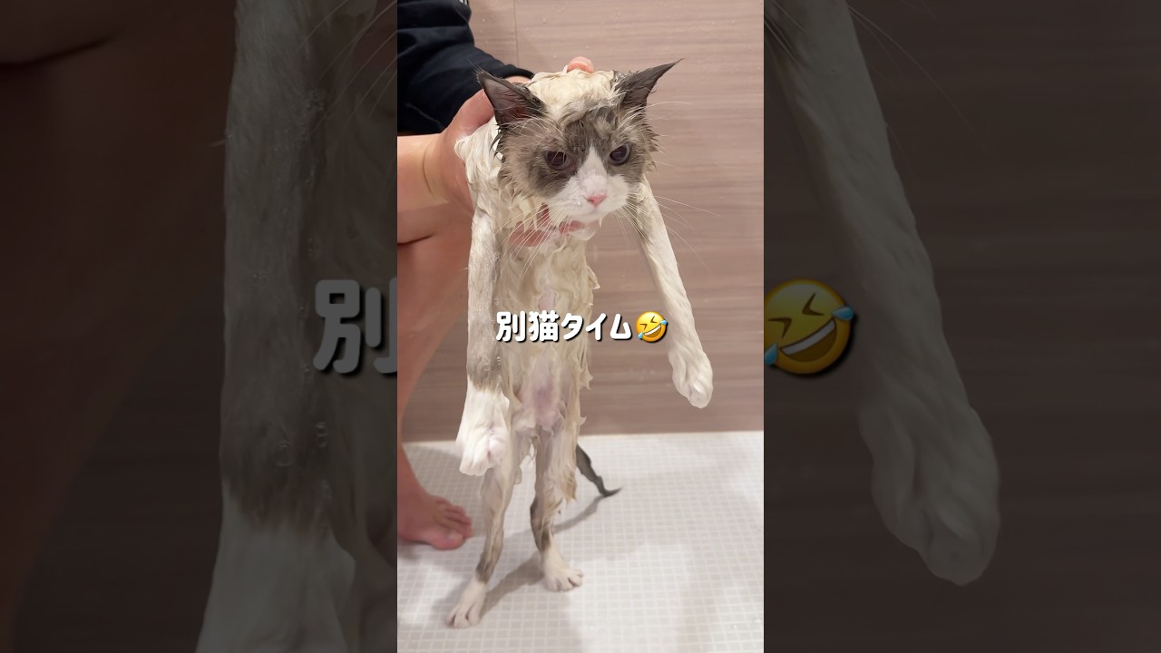 猫って濡れると情けなくなるのなぜ？www #ラグドール #ブルーポイントバイカラー#ラガマフィン #子猫 #猫 #猫のいる暮らし#猫のいる生活 #ねこのいる生活 #ハチワレ#エマちょび #黒猫