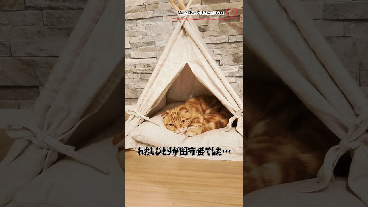 【マンチカン】自分だけお留守番だと気づいた短足猫 【犬と猫、両方飼ってると毎日かわいい♥】