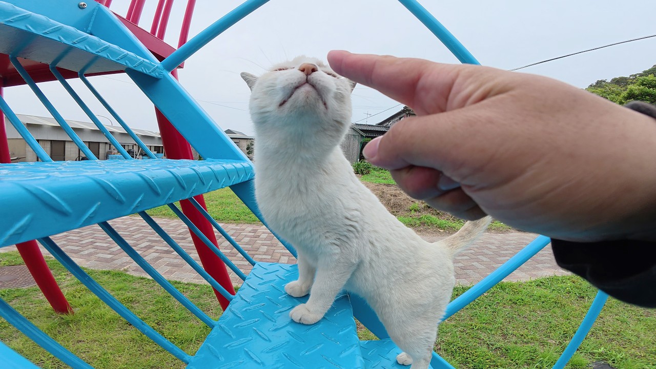シャム猫が他の猫を威嚇して公園のすべり台を独り占めする