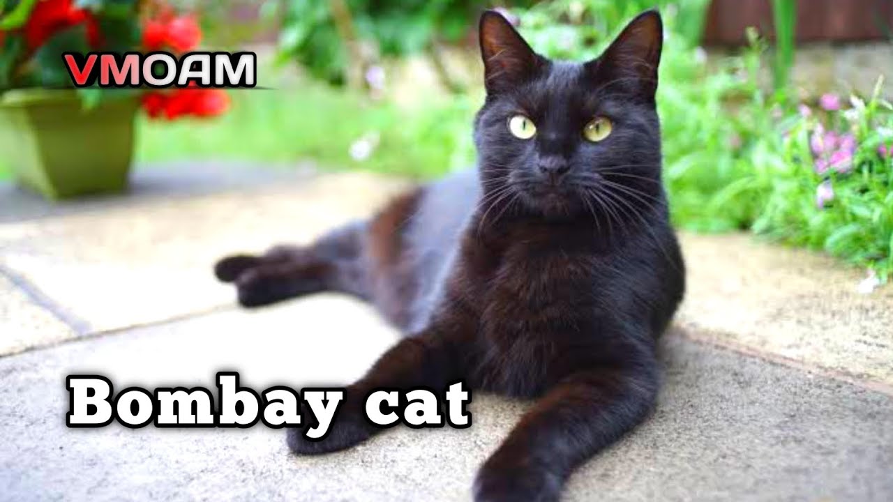 Bombay cat