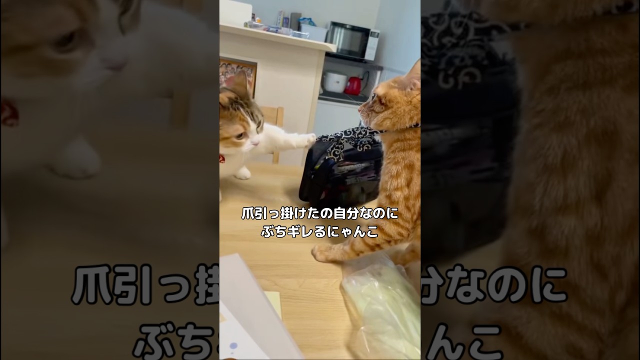 爪引っ掛けたの自分なのにブチ切れる猫の図 #マンチカン #短足マンチカン #shorts