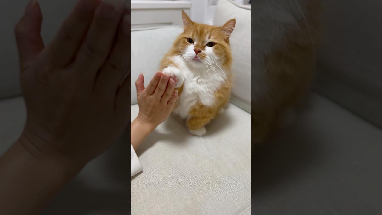 少し眠そうにお手する猫 #shorts #猫 #マンチカン #短足マンチカン #cat #munchkin