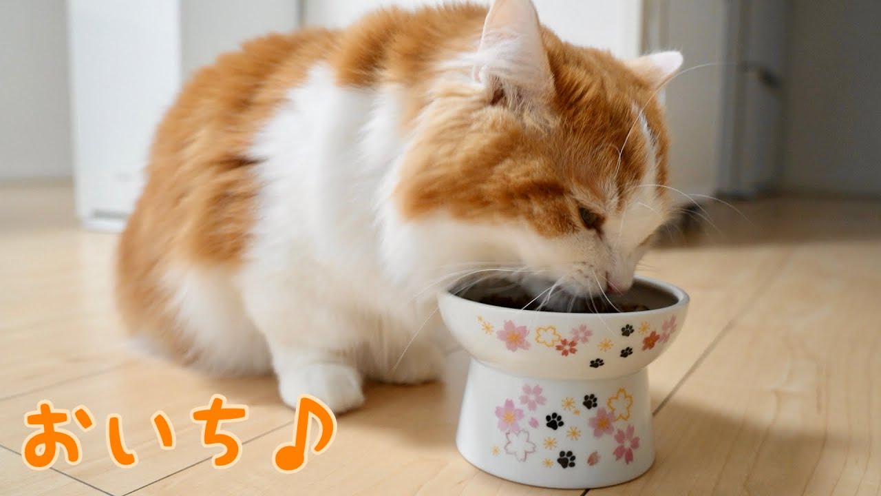 猫壱SAKURAフードボウルが届いたよっ！【マンチカン】