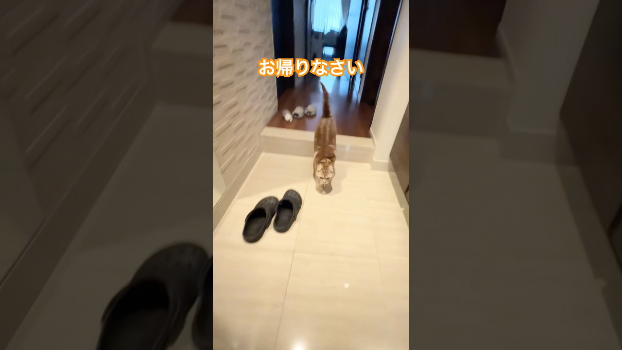 お帰りなさい猫ルイちゃん #cat #アメリカンカール #猫のいる暮らし #ねこ #cute