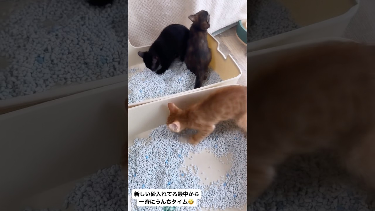 猫砂入れてる最中からやって来る子猫　綺麗なトイレは気持ちいい！成長日記は関連動画へ　#保護猫 #子ネコ #cat
