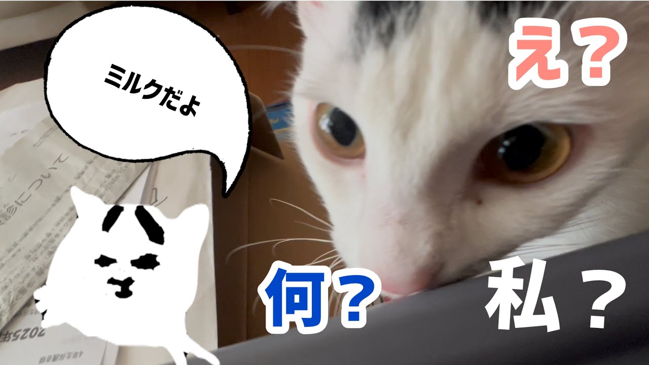 はらぺこミルクにはいっぱい食べてもらったよ。ミルクの似顔絵#保護猫 #ねこ #猫のいる暮らし ＃ミルねーさん