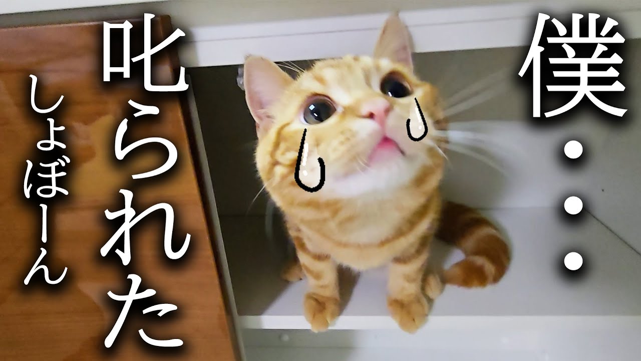 初めて子猫を本気で叱ったらこうなっちゃいました...