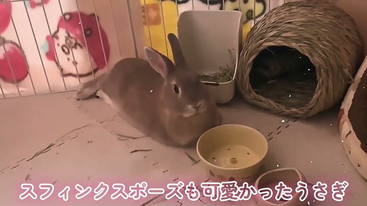 【違和感なし】スフィンクスのモデルはうさぎだった？
