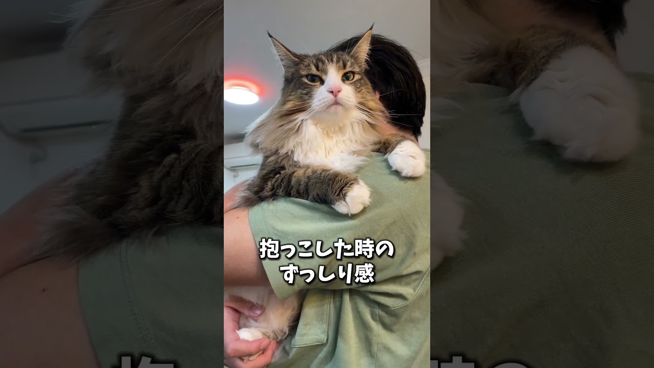 ノルウェージャンのここが可愛い！第２弾　#猫 #cat #ねこ #ノルウェージャン #ノルウェージャンフォレストキャット #北欧猫