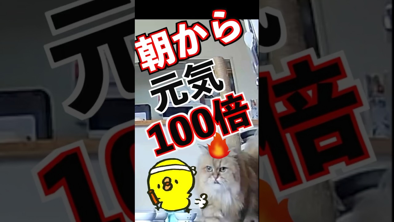 【走る！潜る！大暴れ】ペルシャ猫マリーちゃん、部屋中で大暴走#ペルシャ猫 #猫のいる生活 #shorts #猫