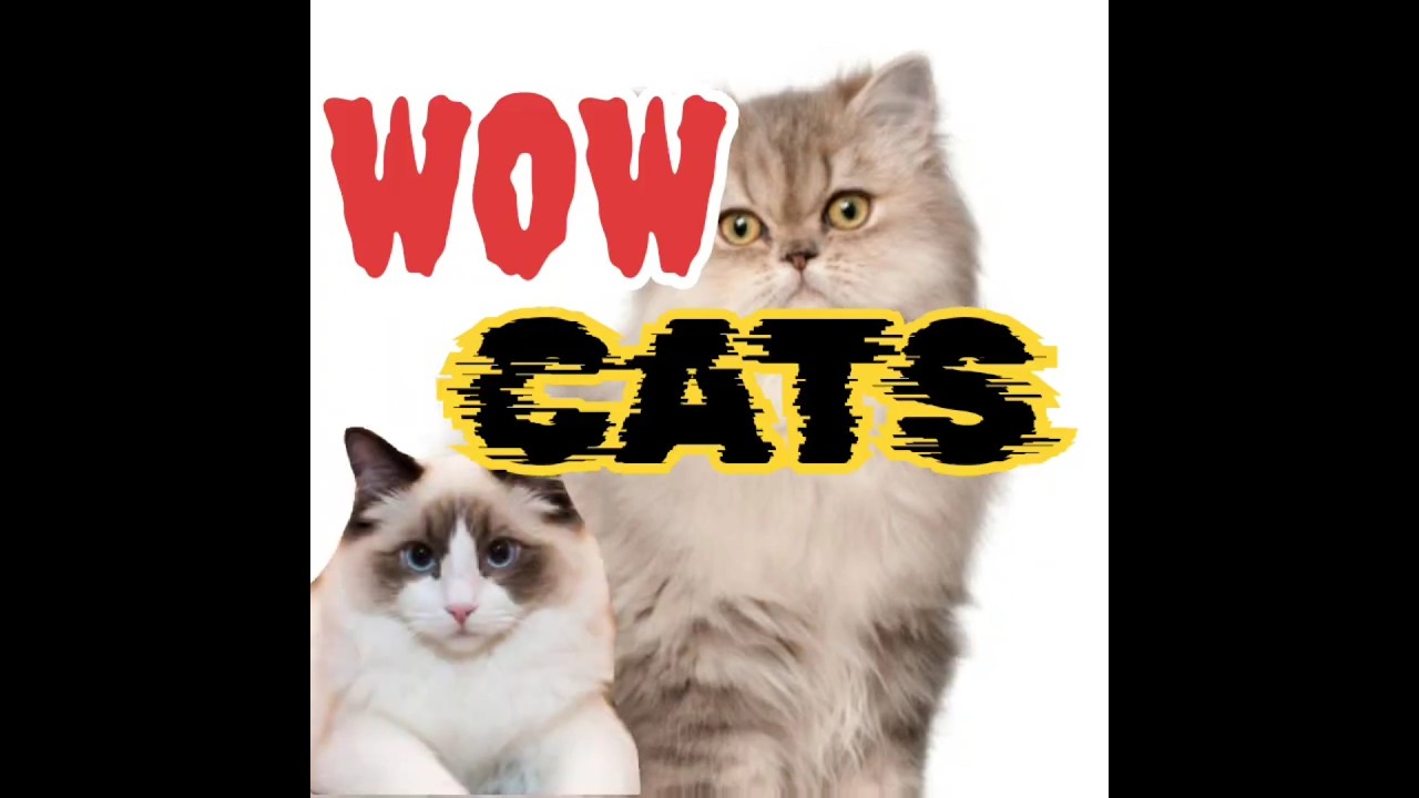 CATS #cats #catvideos #pets #catshorts #petlover #shorts#animals#2025